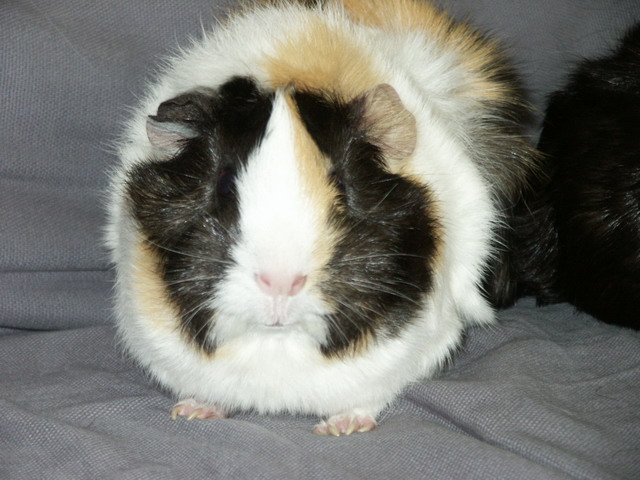 020420_cavias_marjanerik3.jpg
