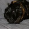 020420_cavias_marjanerik4.jpg