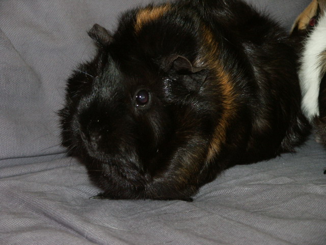 020420_cavias_marjanerik4.jpg