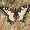 020818_butterfly1.jpg