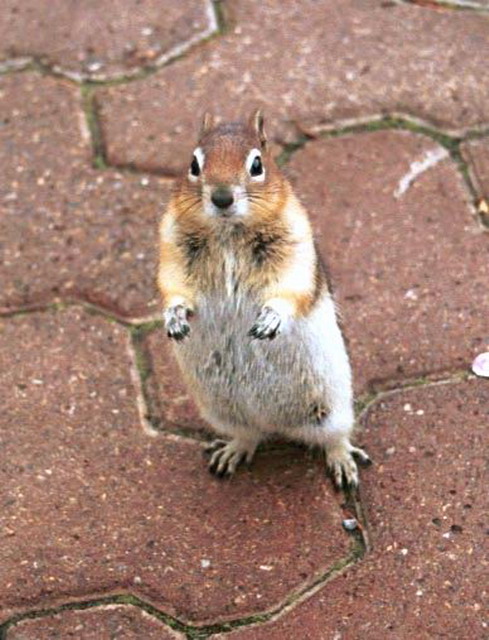 can110904_05n_sulphurmountain_groundsquirrel