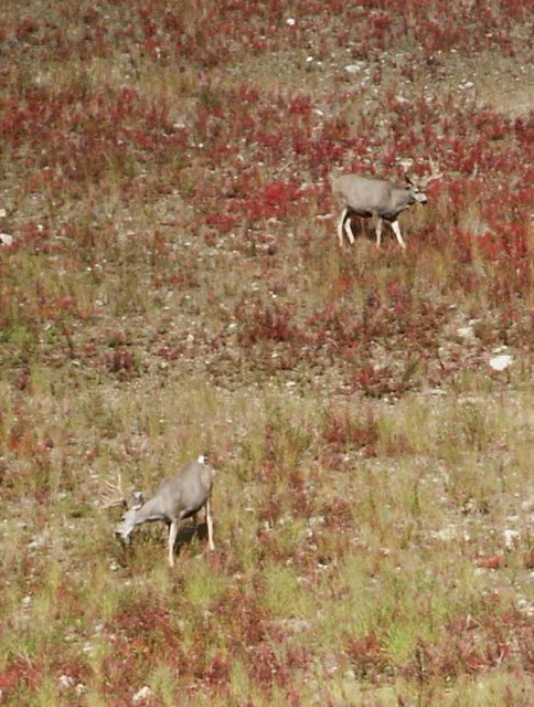can120904_32_lakelouisegondola_muledeer