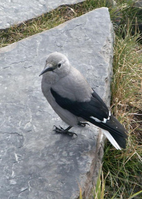 can130904_11_grayjay