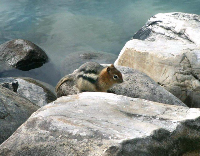 can130904_13_groundsquirrel