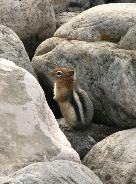 can130904_14_groundsquirrel