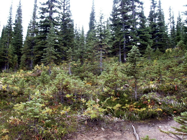 can130904_40_peytolaketrail