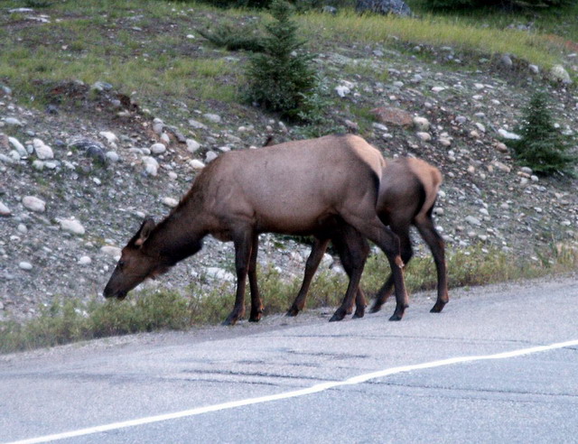 can140904_13_jasper_elk