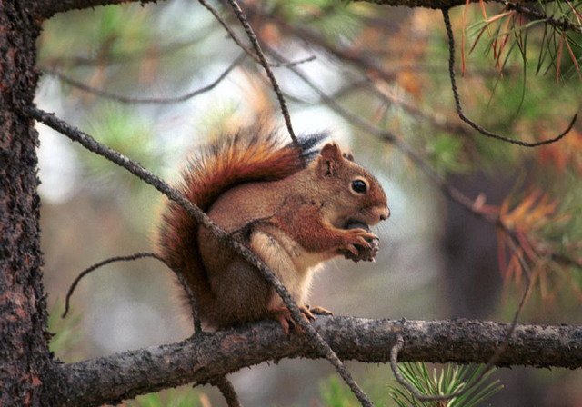 can150904_01n_redsquirrel