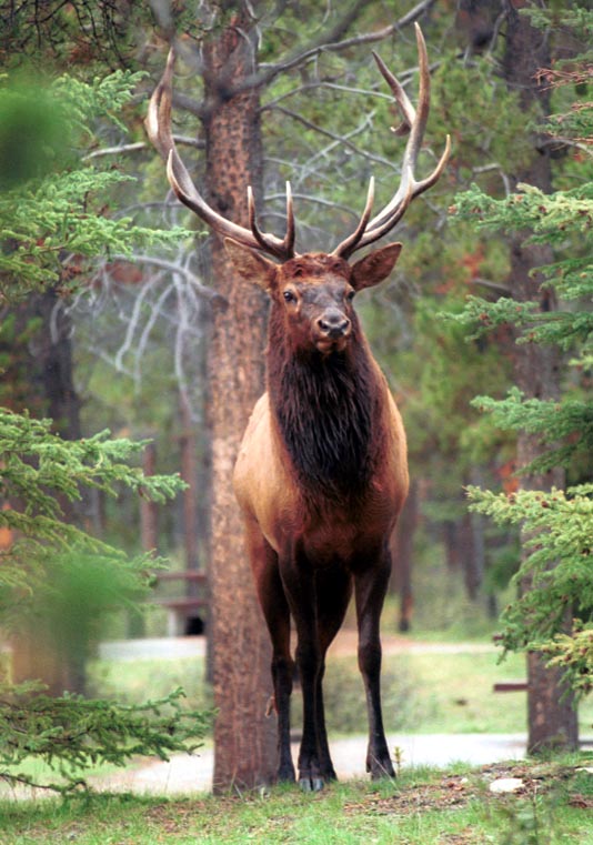 can150904_02n_elk2