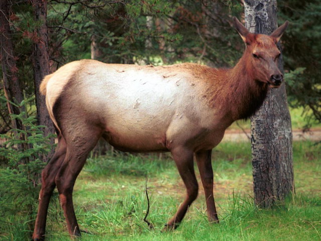 can150904_02n_elk3