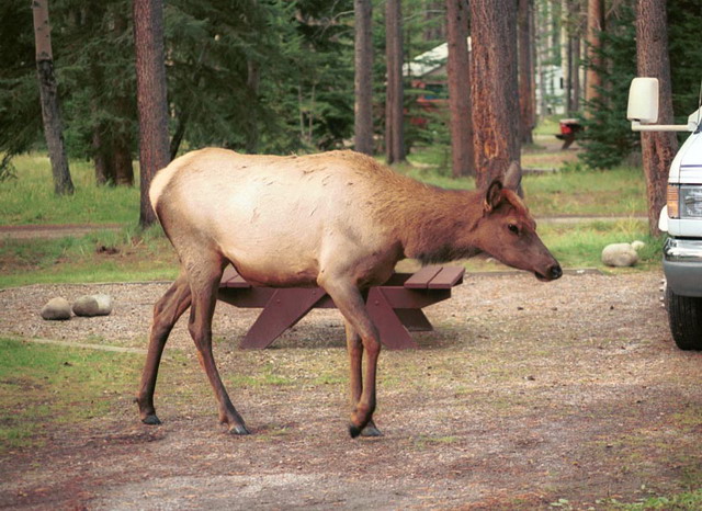 can150904_02n_elk