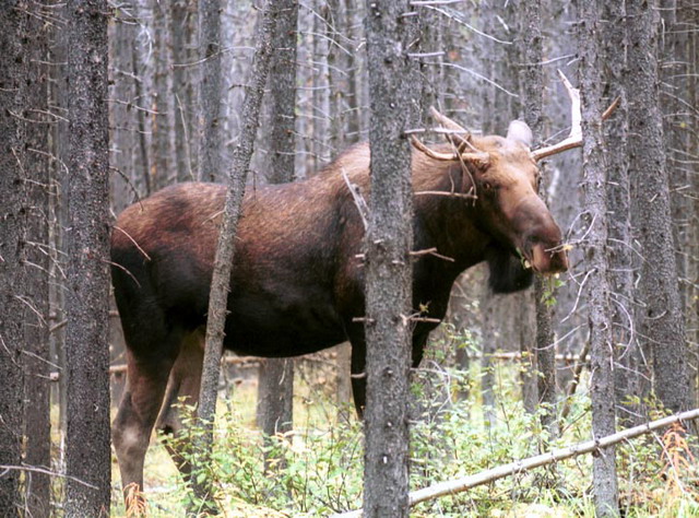 can150904_13n_moose