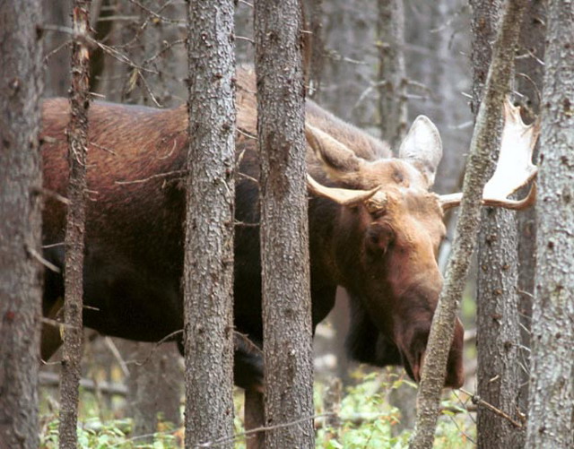 can150904_14n_moose