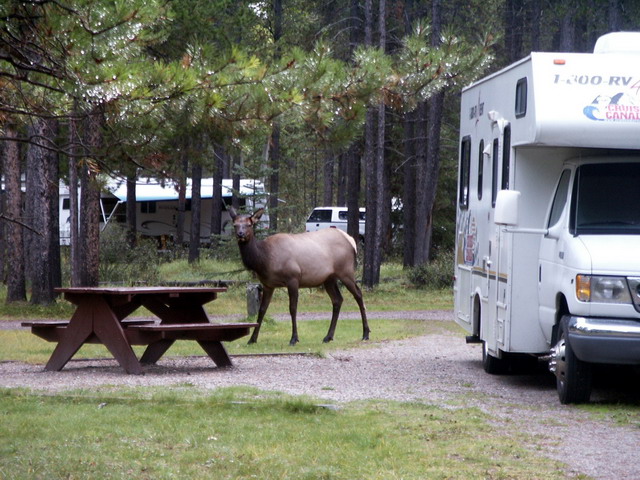 can160904_11_elk