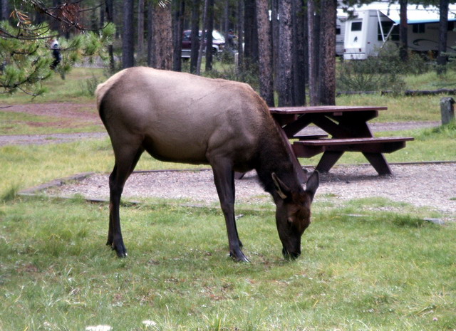 can160904_12_elk