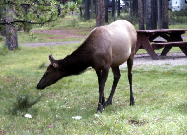 can160904_13_elk