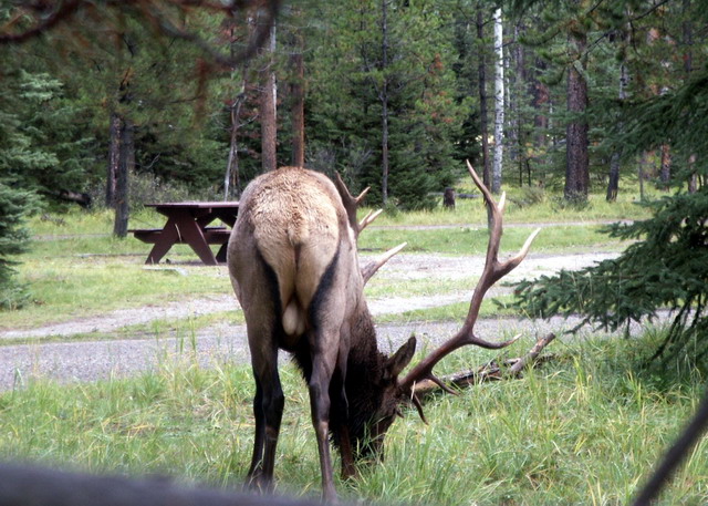 can160904_14_elk