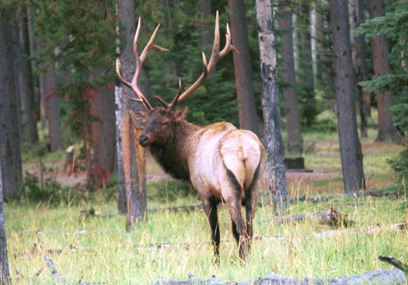 can160904_26n_elkbull2