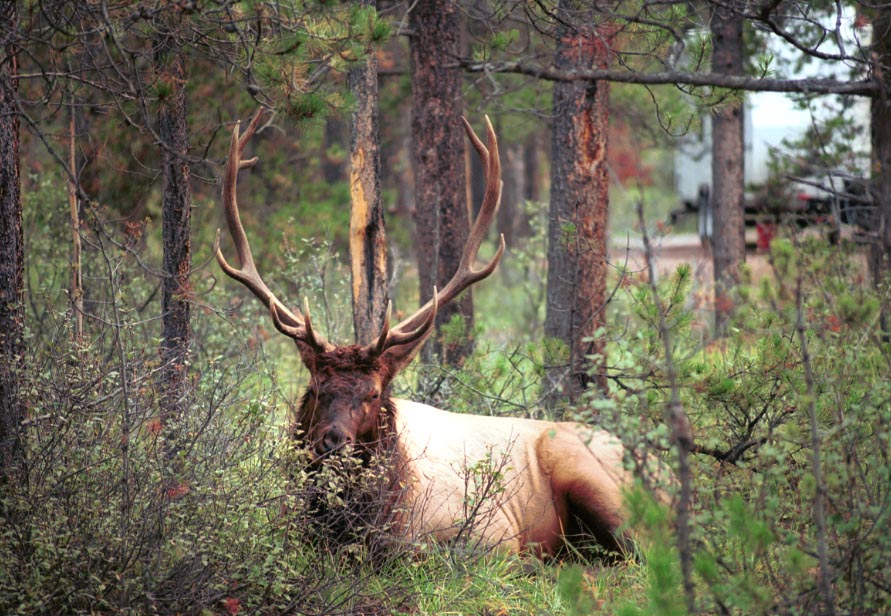 can160904_26n_elkbull