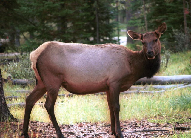 can160904_27n_elk2