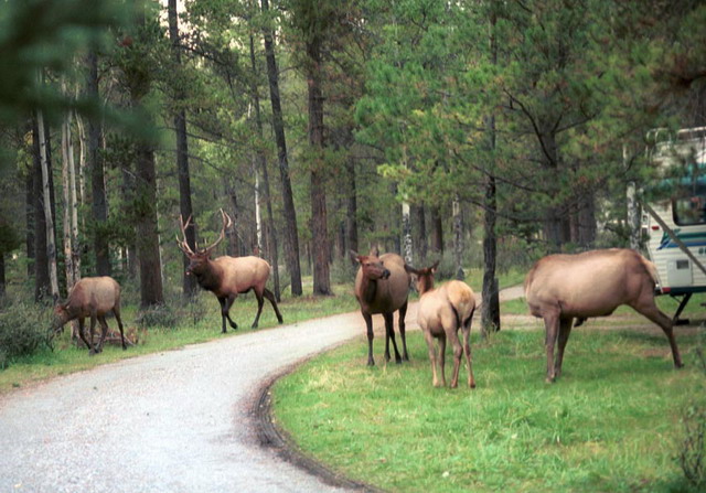 can160904_27n_herd