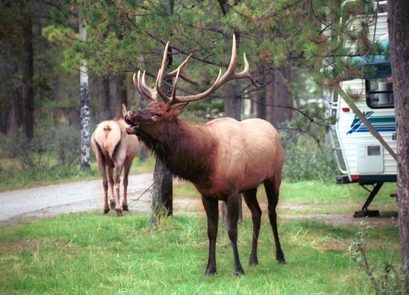 can160904_28n_elkbull