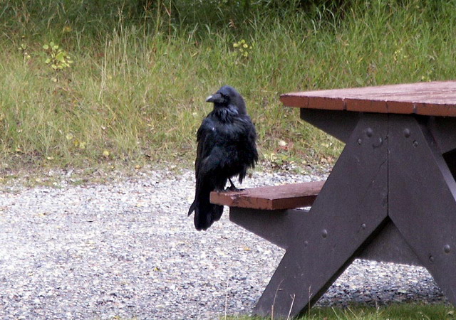 can200904_05_commonraven