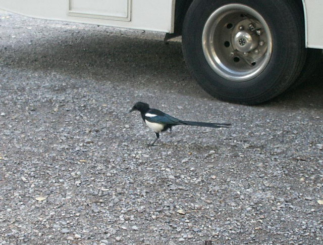 can200904_38_blackbilledmagpie
