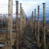 aw130205_13_vineyard