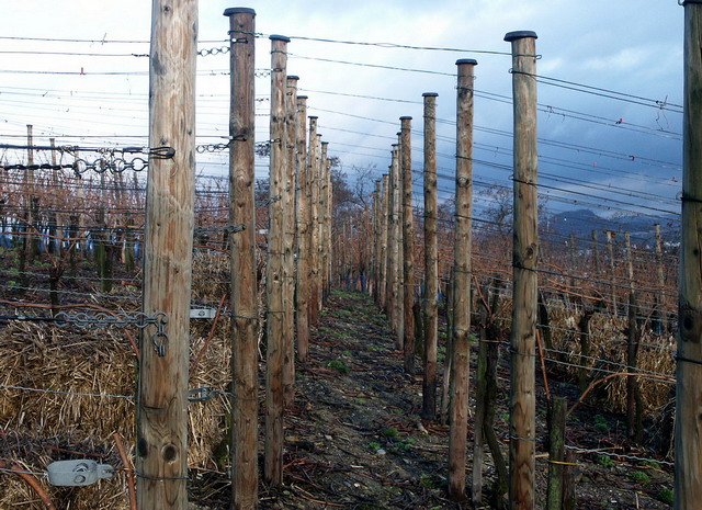 aw130205_13_vineyard