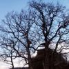 dannysandy130305_52_altenahr_sandyscastle_tree