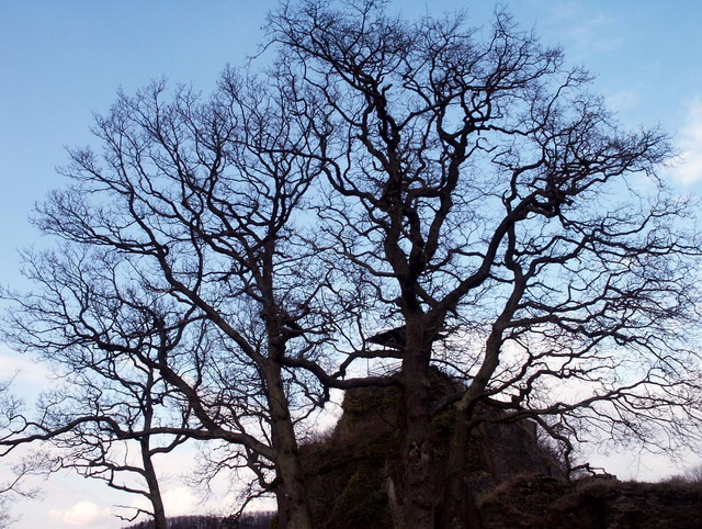 dannysandy130305_52_altenahr_sandyscastle_tree