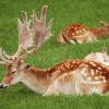 marlin150805_42_maastricht_deer