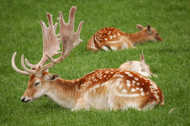 marlin150805_42_maastricht_deer