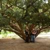 marlin150805_46_maastricht_tree