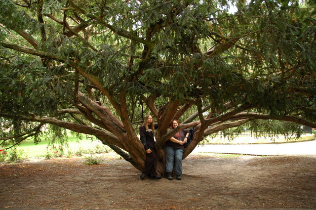 marlin150805_46_maastricht_tree