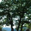 marlin170805_37_altenahr_castle_tree_marlies