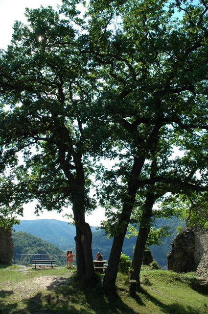 marlin170805_37_altenahr_castle_tree_marlies