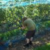 marlin170805_67_ahrweiler_marlin_grapes
