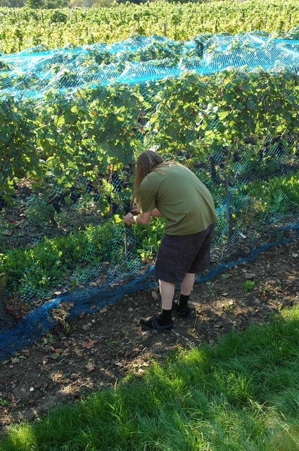 marlin170805_67_ahrweiler_marlin_grapes