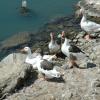 crete070905_17_kolimbari