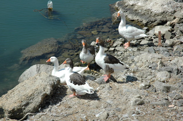 crete070905_17_kolimbari