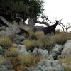 crete070905_75_rodopou_goats