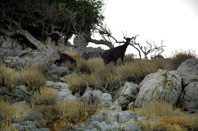 crete070905_75_rodopou_goats