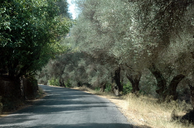 crete110905_15_between_voukolies_paleochorea_olivetrees
