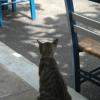 crete110905_41_paleochora