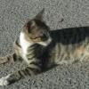 crete120905_07_kalives