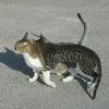 crete120905_08_kalives