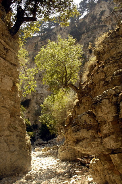 crete170905_057_imbros_gorge