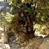 crete170905_077_imbros_gorge